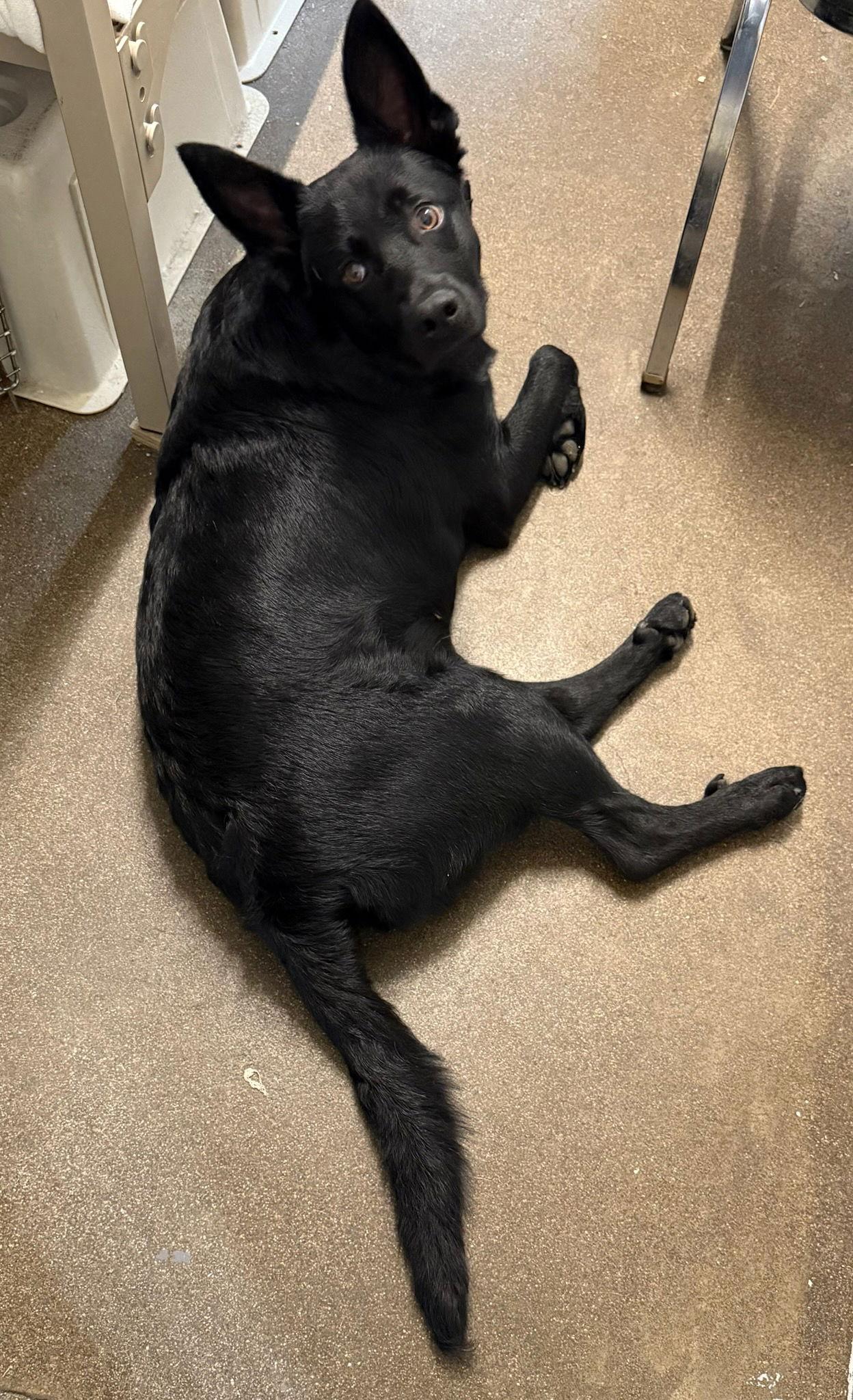 Enlarge Bagel Babies - Chocolate Chip, a Adoptable German Shepherd Dog in Ashville, OH image 2/3