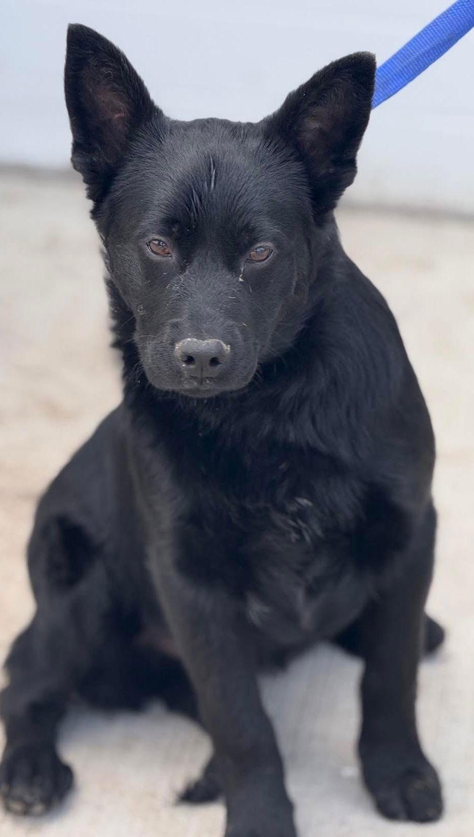 Enlarge Bagel Babies - Chocolate Chip, a Adoptable German Shepherd Dog in Ashville, OH image 3/3