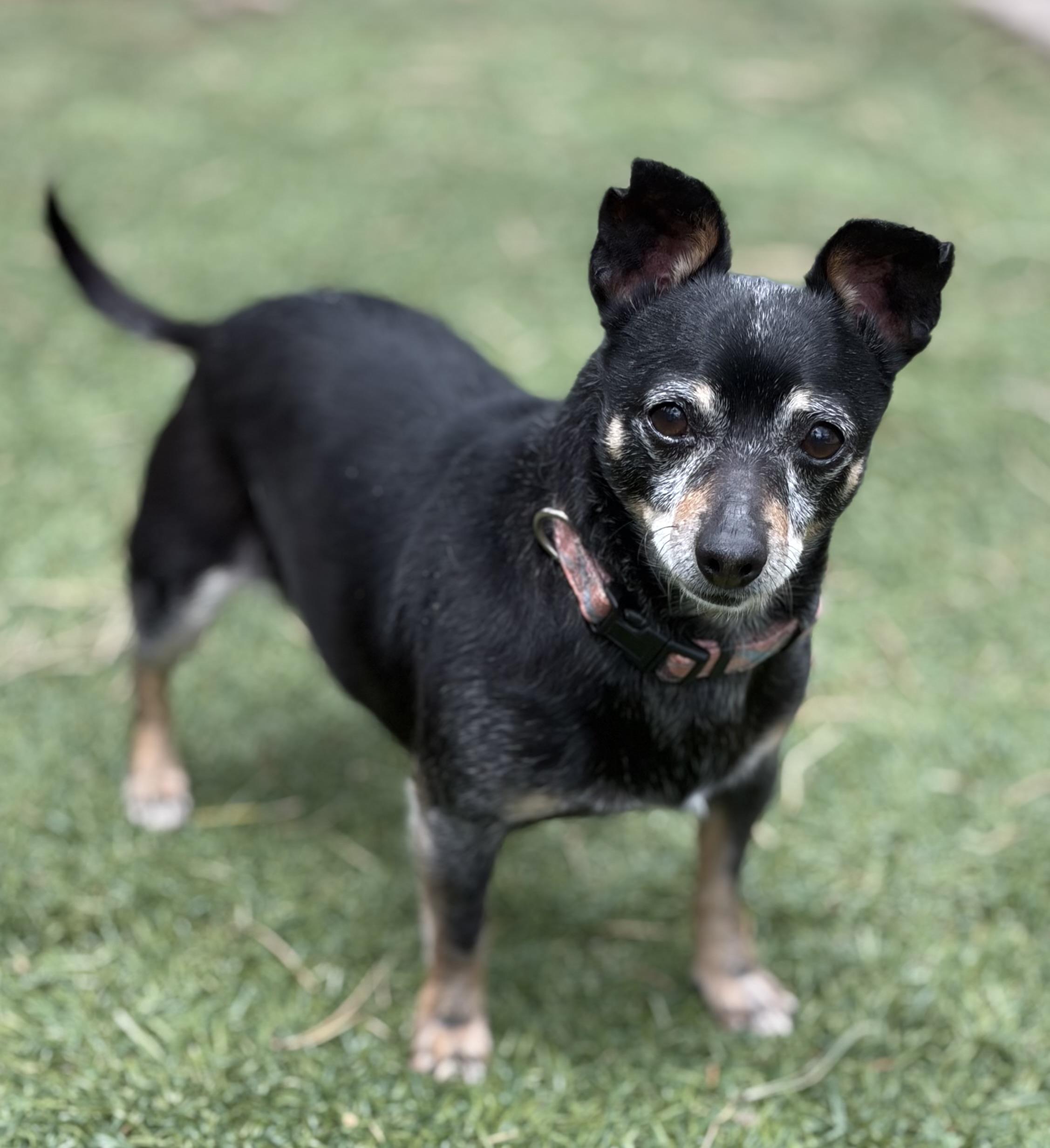 Enlarge Rosalita, a Adoptable mixed breed in Littleton, CO image 1/4