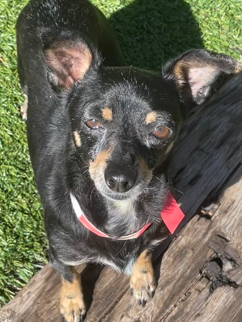 Enlarge Rosalita, a Adoptable mixed breed in Littleton, CO image 2/3