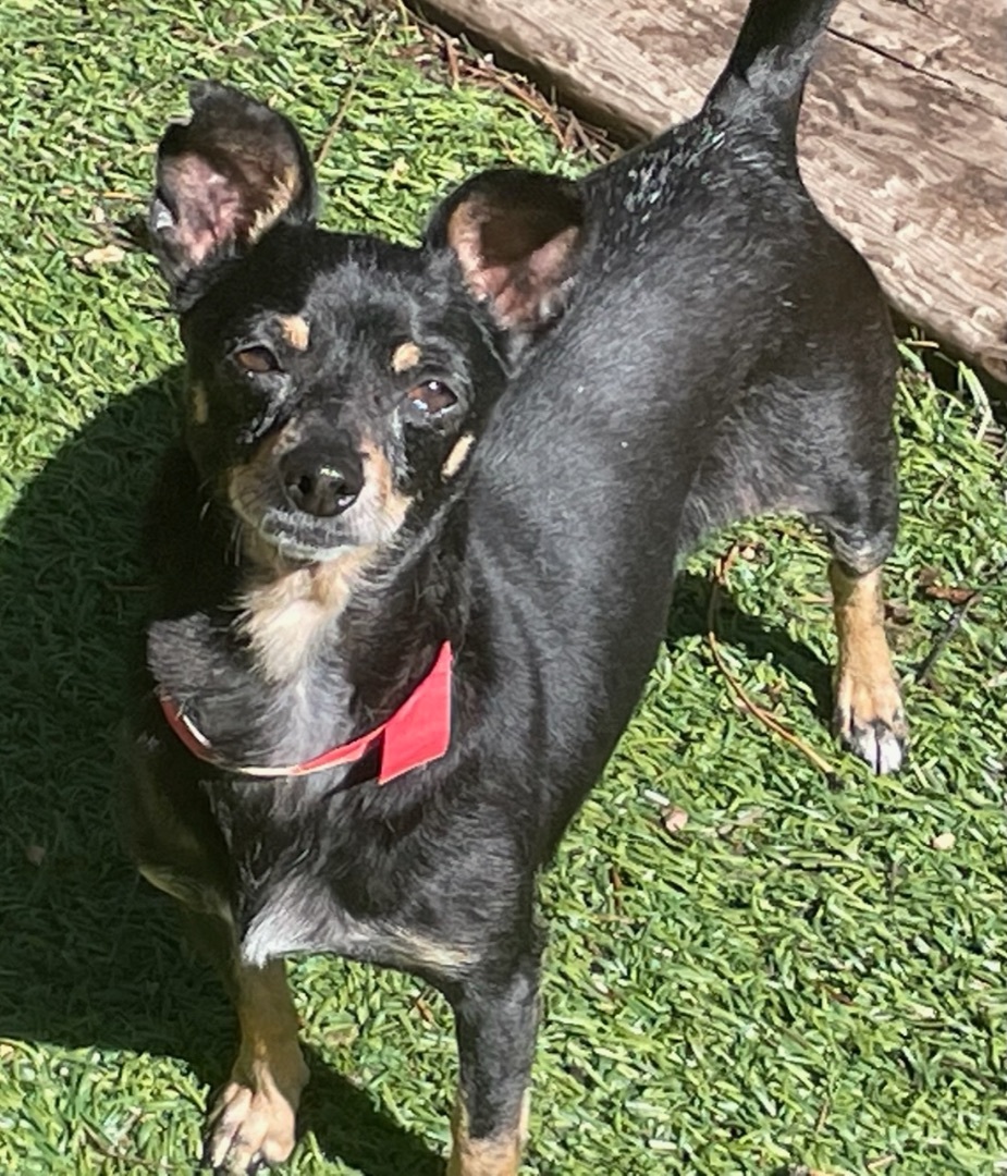Enlarge Rosalita, a Adoptable mixed breed in Littleton, CO image 3/3