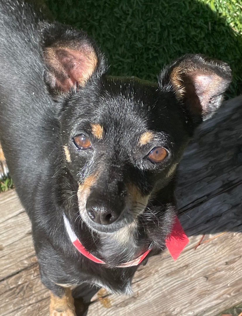 Rosalita, an adoptable Terrier, Chihuahua in Littleton, CO, 80127 | Photo Image 1