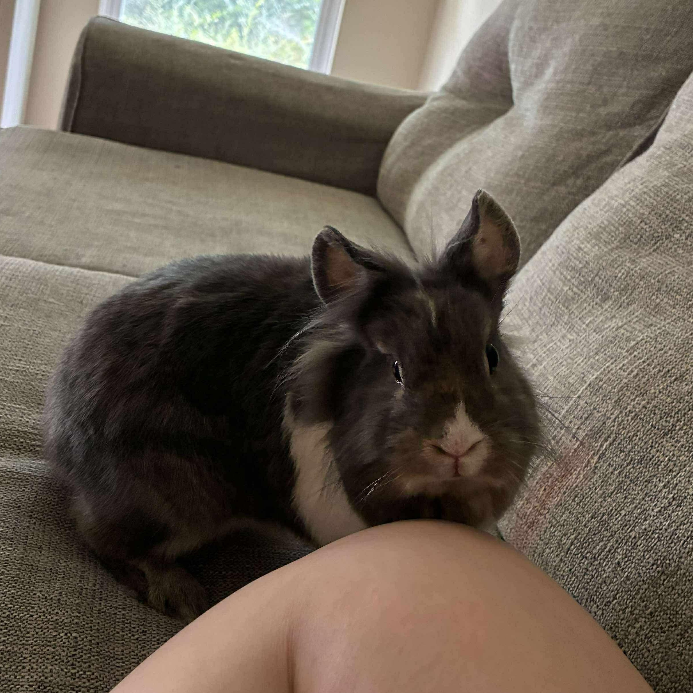 Enlarge Buttons, a Adopted mixed breed in Huntsville, AL image 3/6