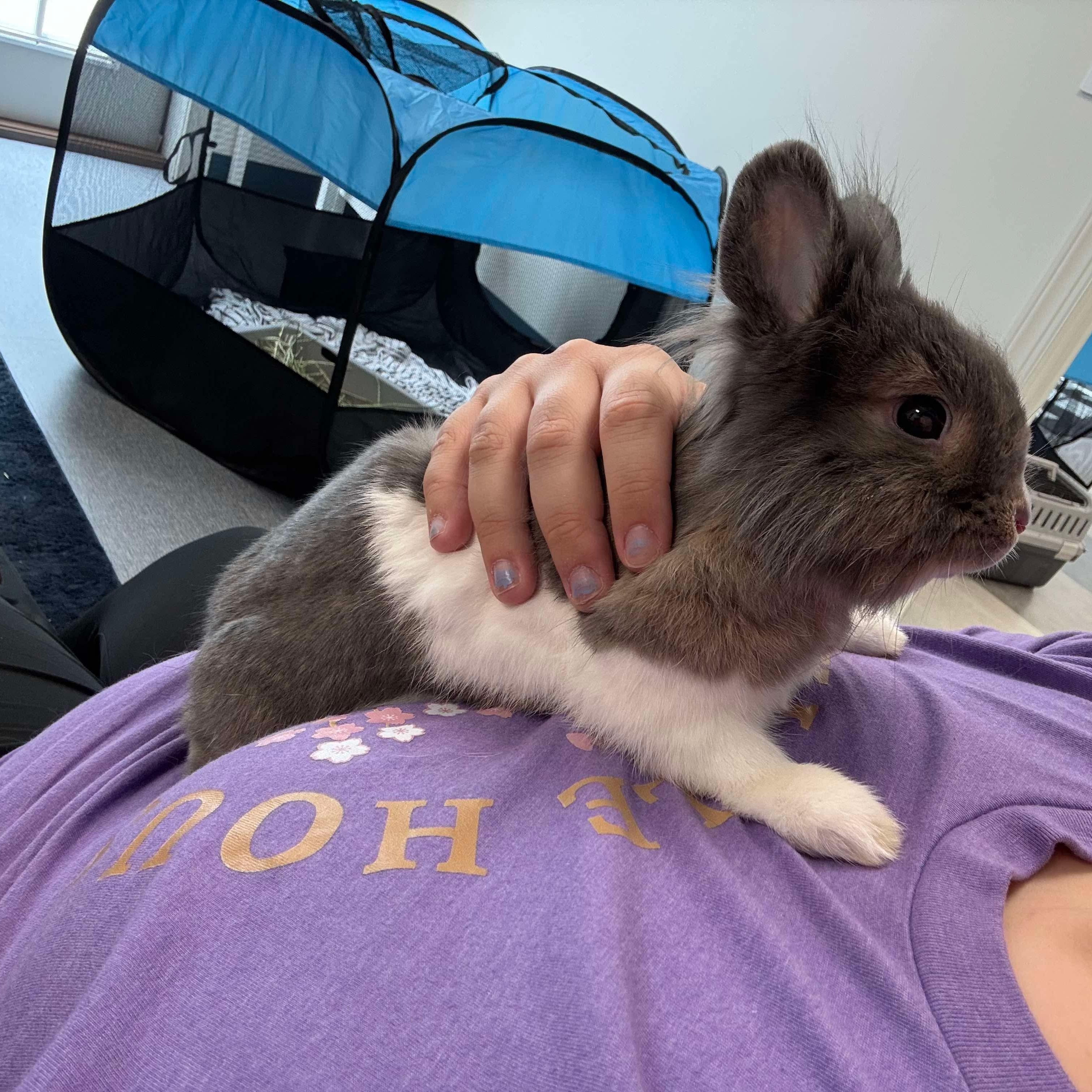 Enlarge Buttons, a Adopted mixed breed in Huntsville, AL image 4/6