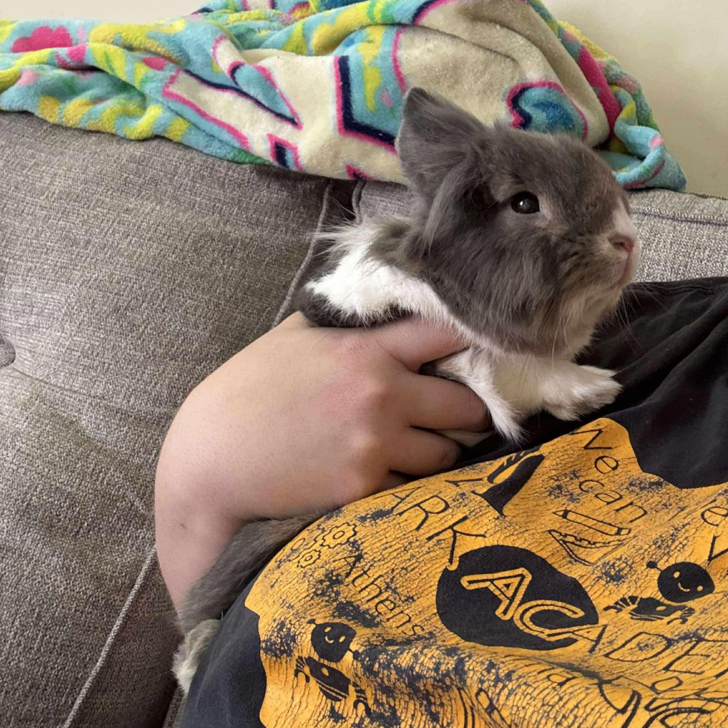 Enlarge Buttons, a Adopted mixed breed in Huntsville, AL image 2/6