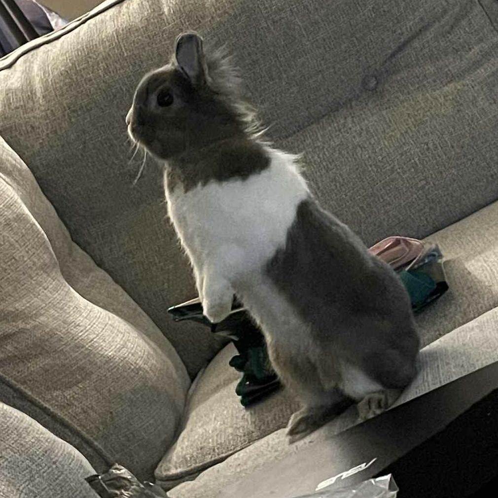 Enlarge Buttons, a Adopted mixed breed in Huntsville, AL image 5/6