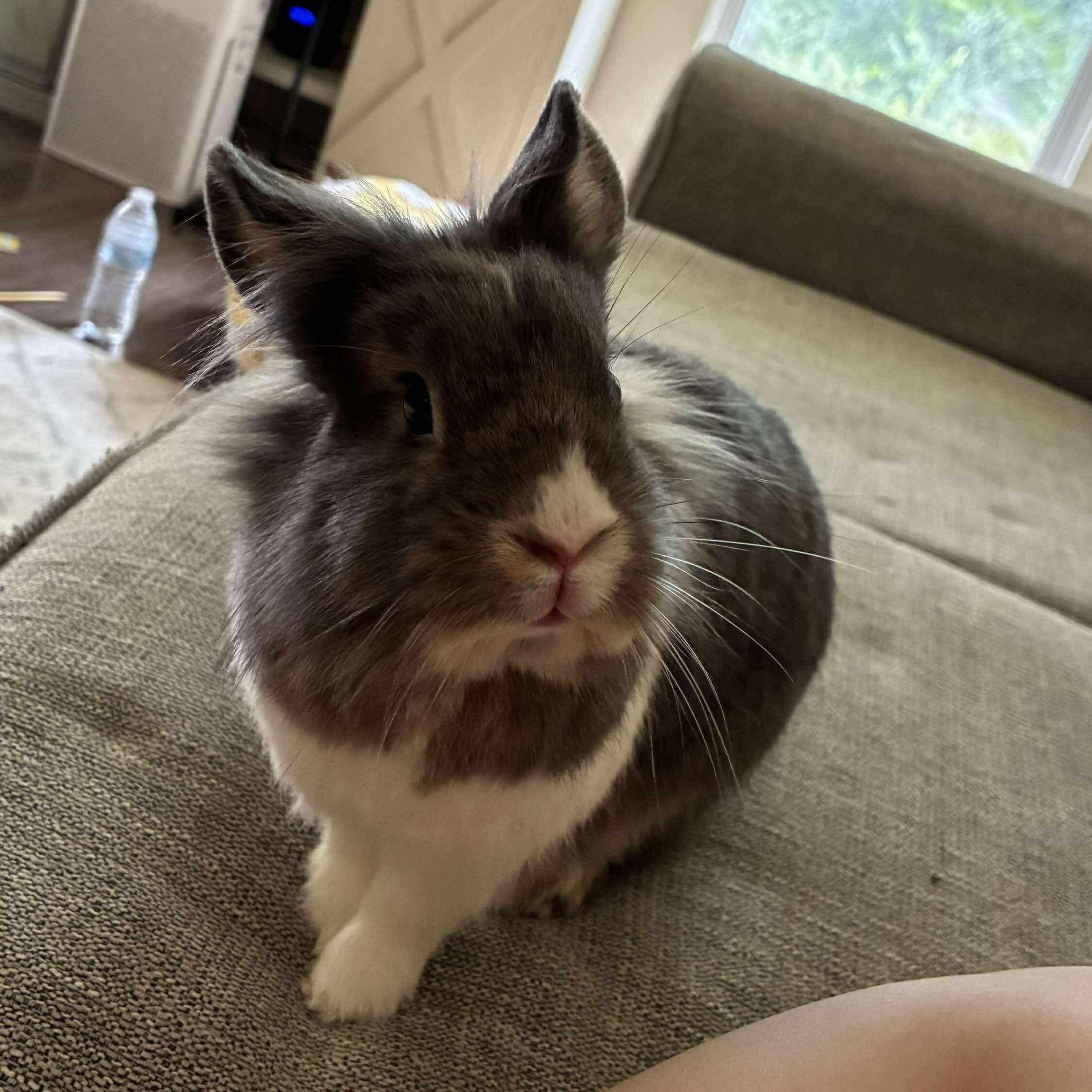 Enlarge Buttons, a Adopted mixed breed in Huntsville, AL image 1/6