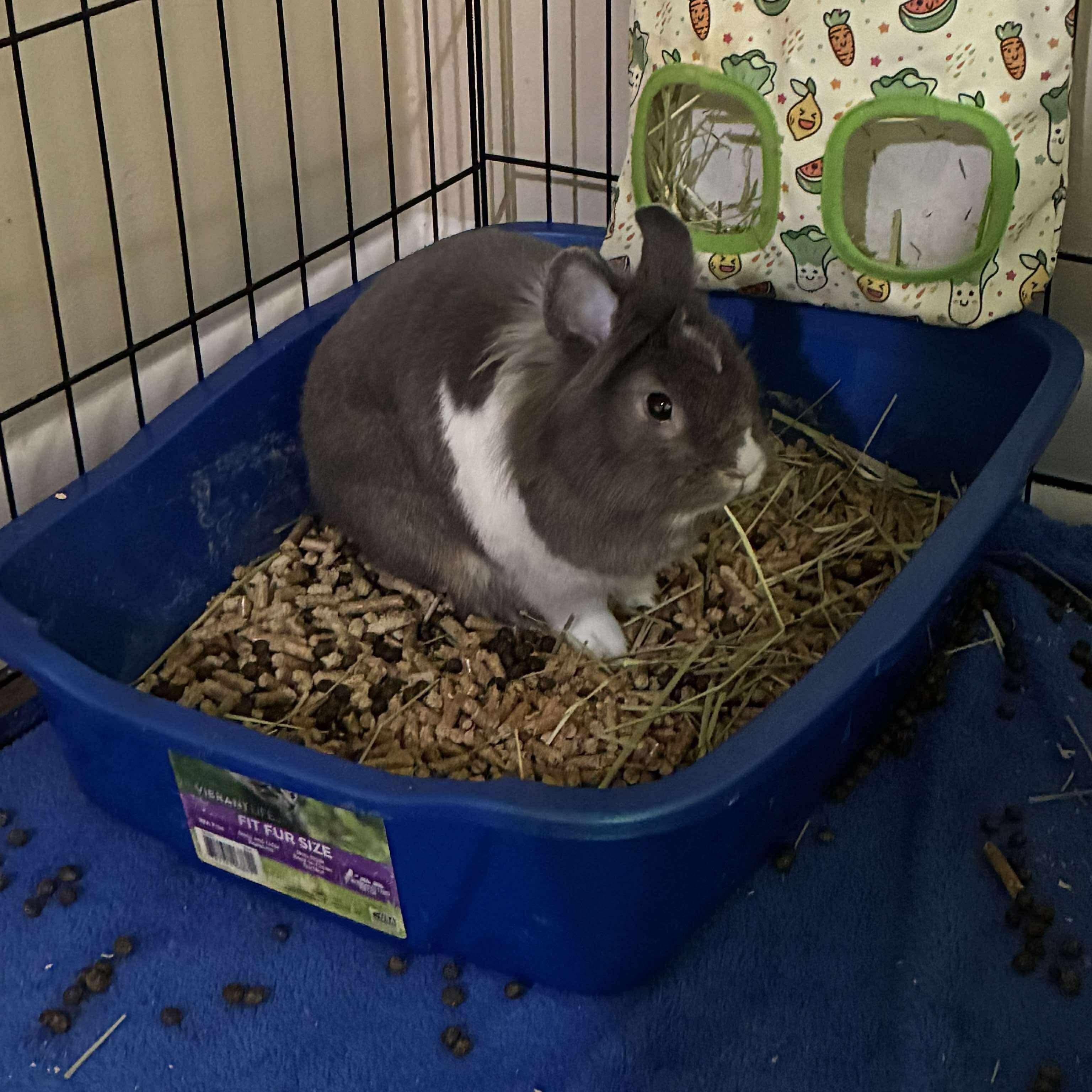 Enlarge Buttons, a Adopted mixed breed in Huntsville, AL image 6/6