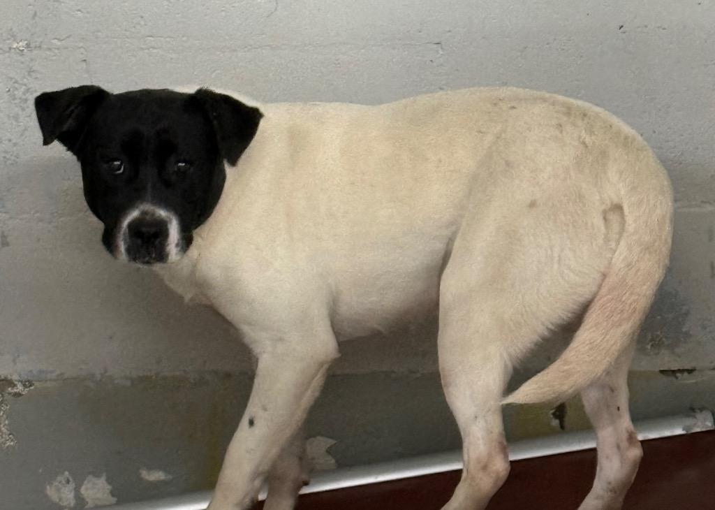 Enlarge Martha May, a Adoptable mixed breed in Fayetteville, TN image 1/1