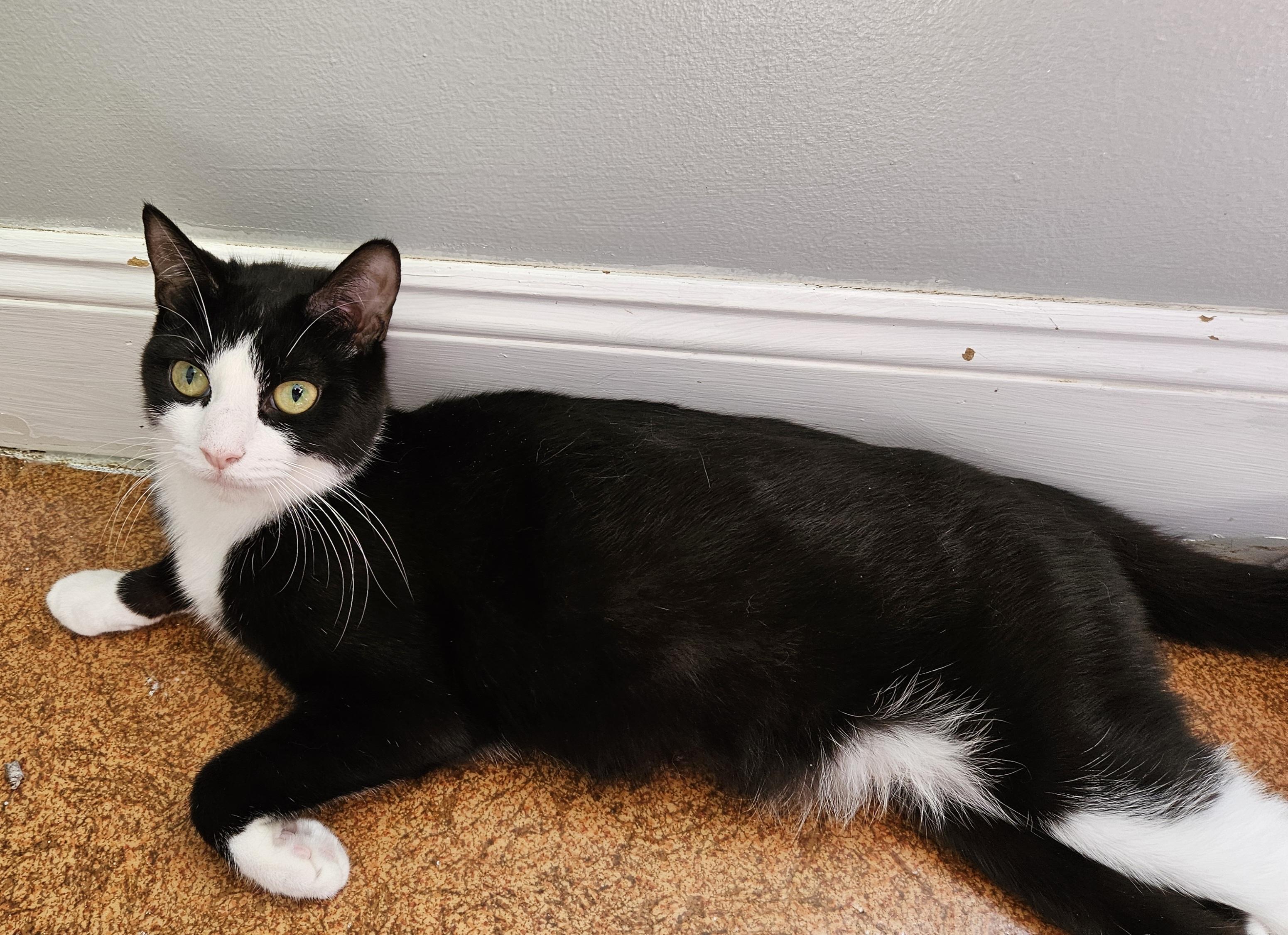 Minni, a ADOPTABLE Domestic Short Hair in Brockport, NY image 5/6