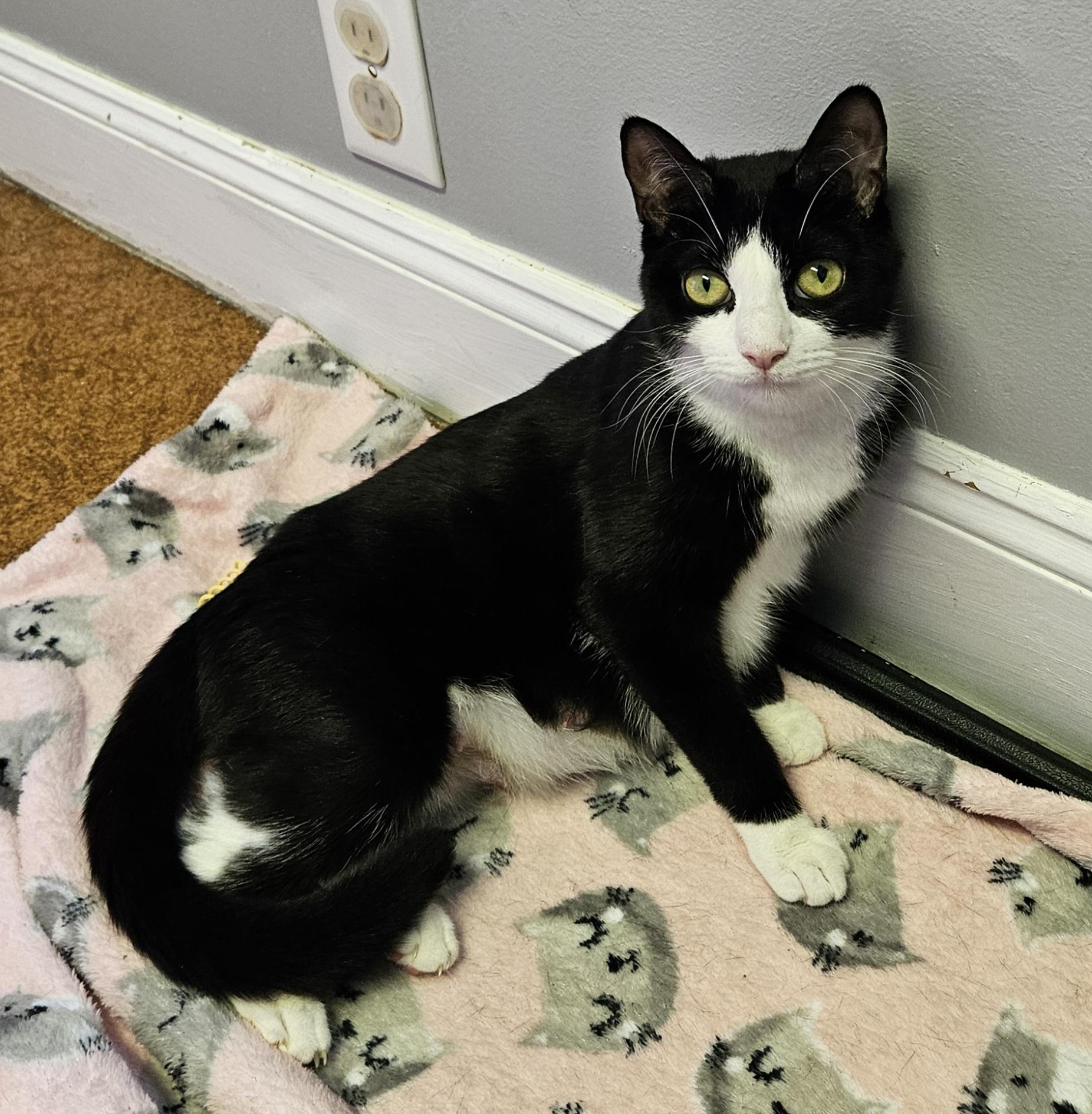 Minni, ADOPTABLE, Young Female Domestic Short Hair.
