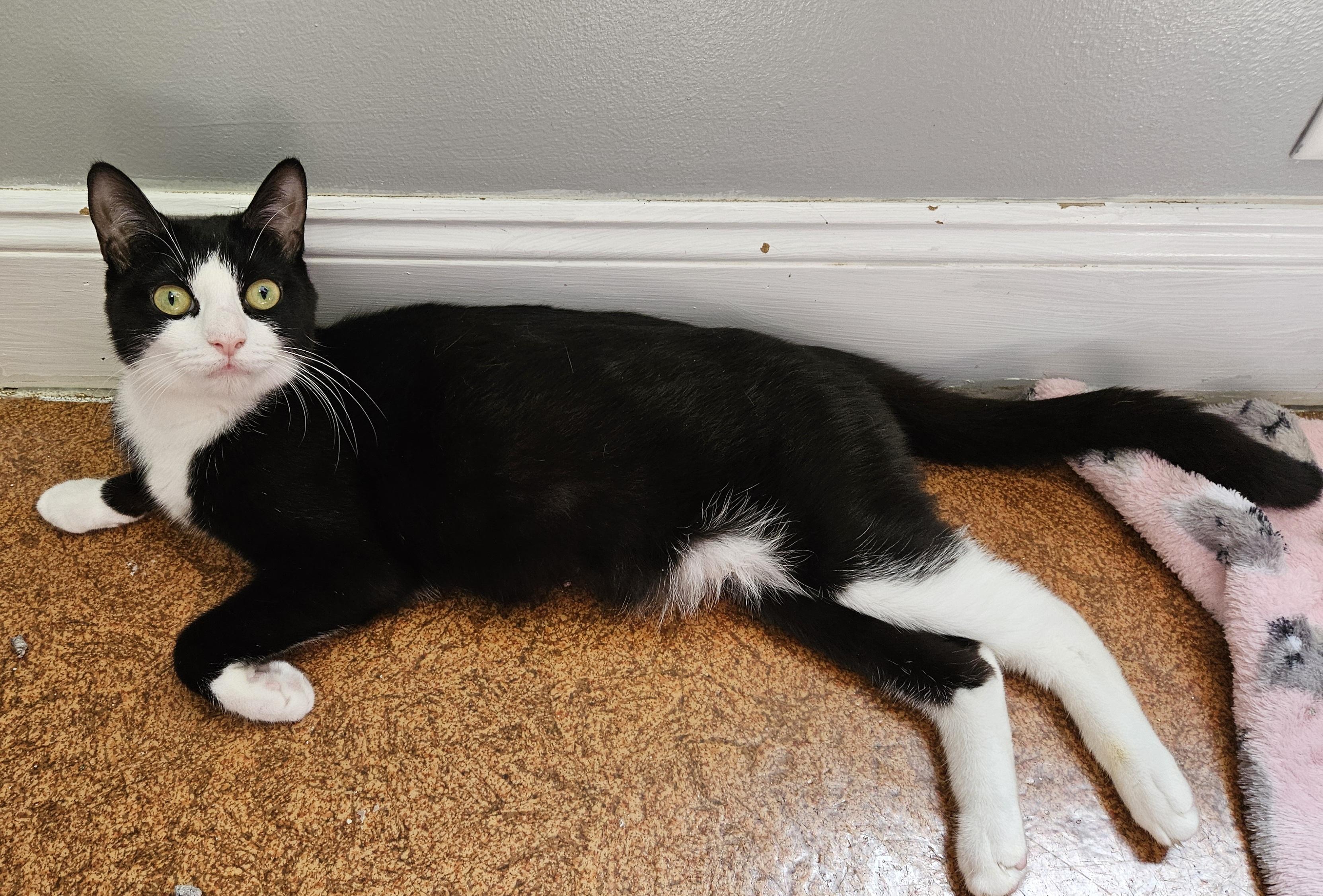 Minni, a ADOPTABLE Domestic Short Hair in Brockport, NY image 2/6