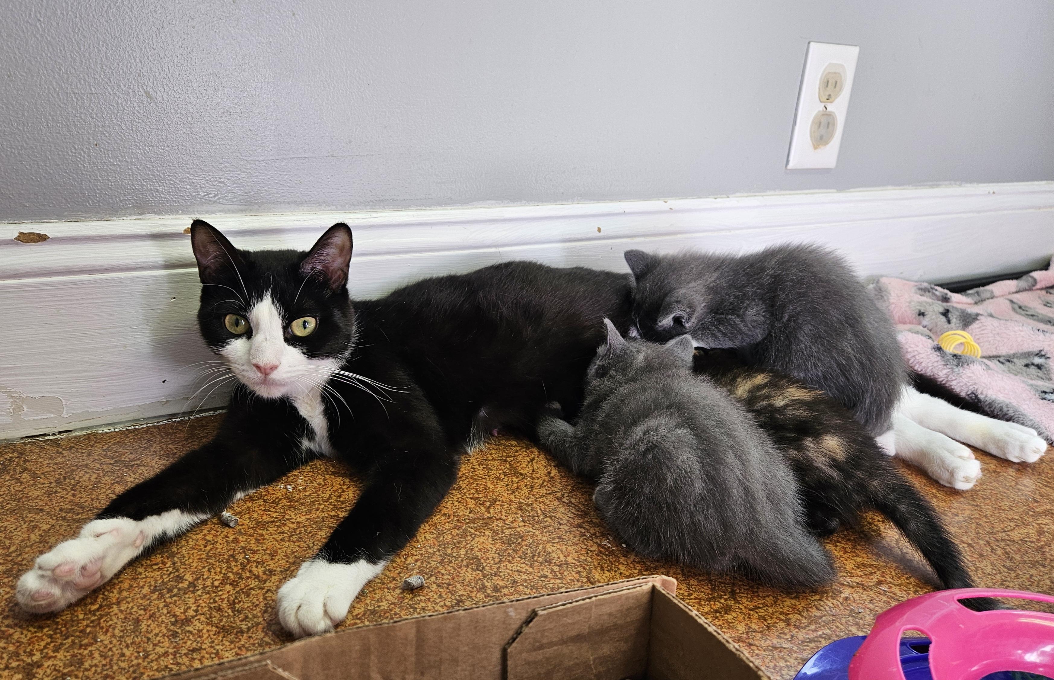 Minni, a ADOPTABLE Domestic Short Hair in Brockport, NY image 4/6