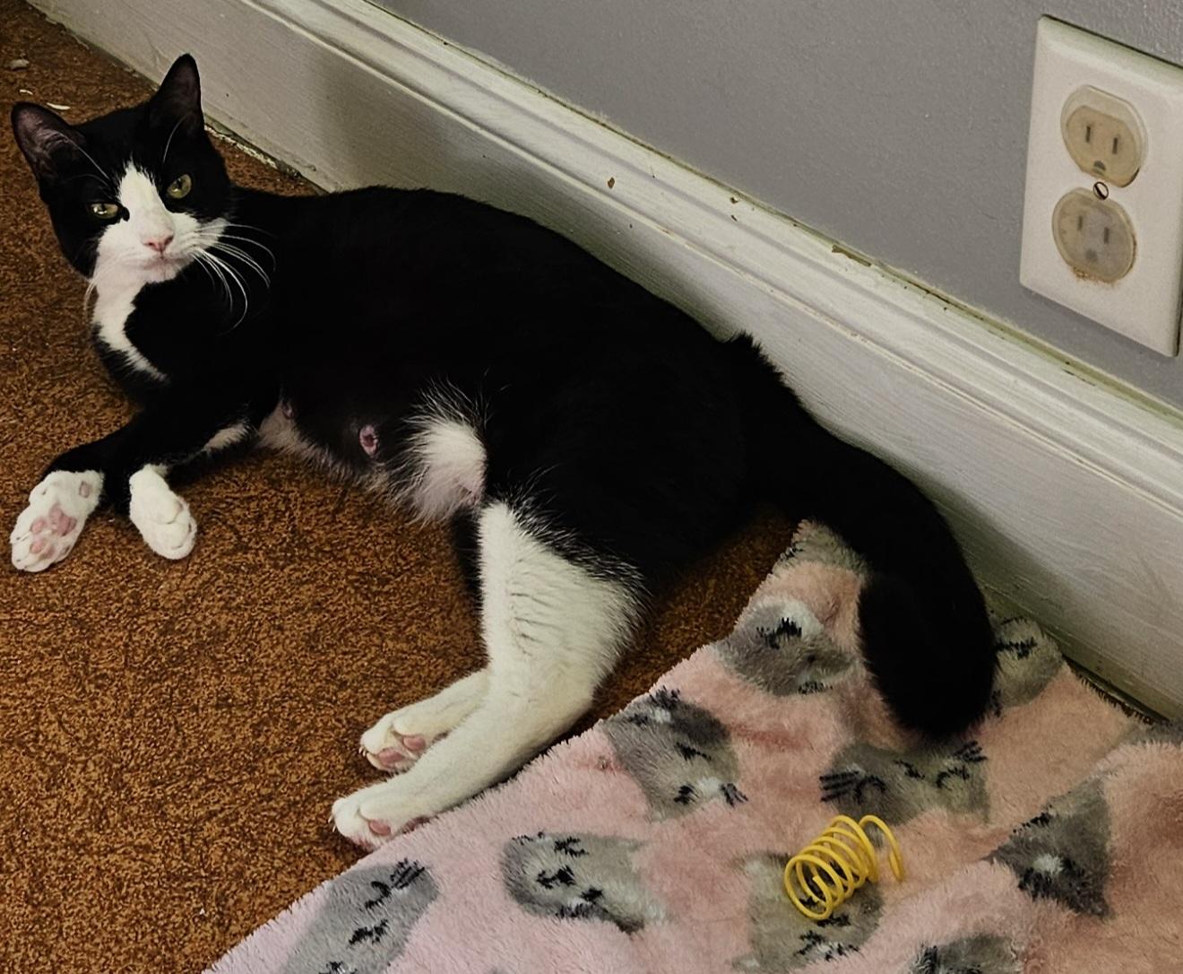Minni, a ADOPTABLE Domestic Short Hair in Brockport, NY image 3/6
