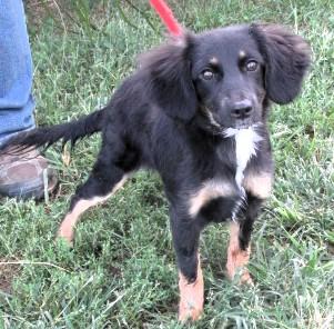 Enlarge Erie, a Adopted mixed breed in Frederick, MD image 3/4