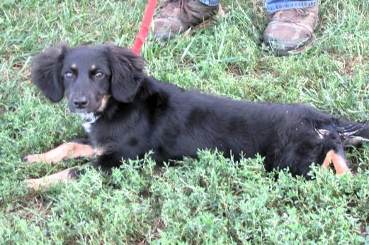 Enlarge Erie, a Adopted mixed breed in Frederick, MD image 4/4