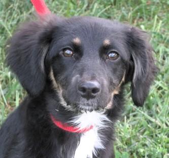 Erie, Adopted, Puppy Female Aussiedoodle & Australian Shepherd.