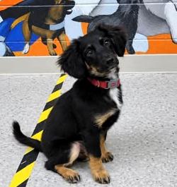 Enlarge Erie, a Adopted mixed breed in Frederick, MD image 2/4