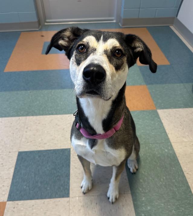 Enlarge Willa, a Adoptable Mixed Breed in Fayetteville, AR image 1/1