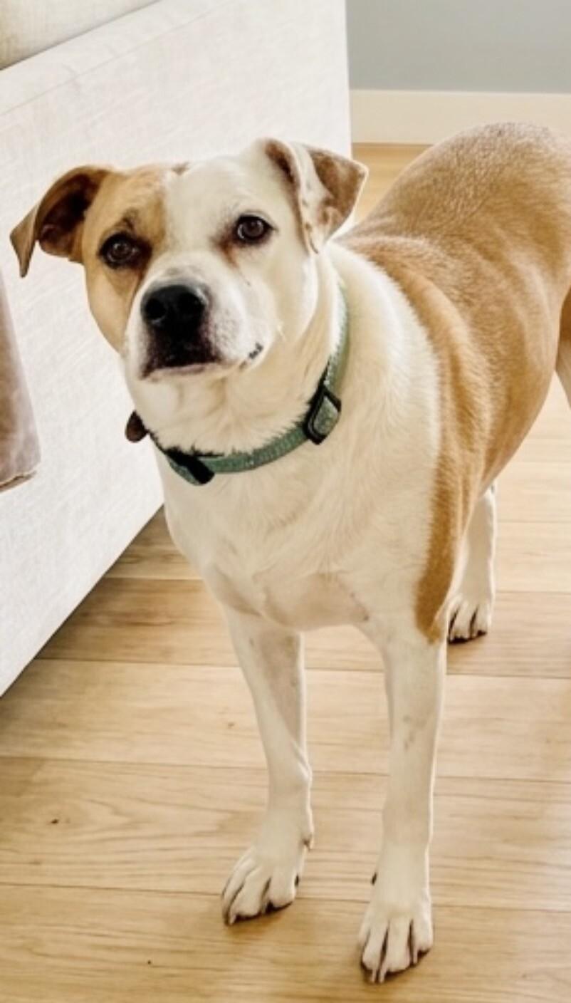Buffy, Adoptable, Adult Female Pit Bull Terrier & Boxer.