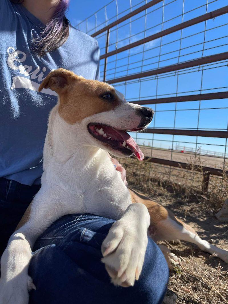 Buffy, a Adoptable mixed breed in Windsor, CO image 2/6