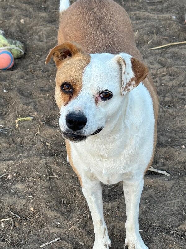 Buffy, a Adoptable mixed breed in Windsor, CO image 3/6
