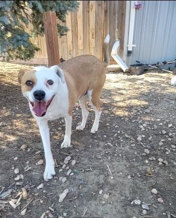 Buffy, a Adoptable mixed breed in Windsor, CO image 3/6