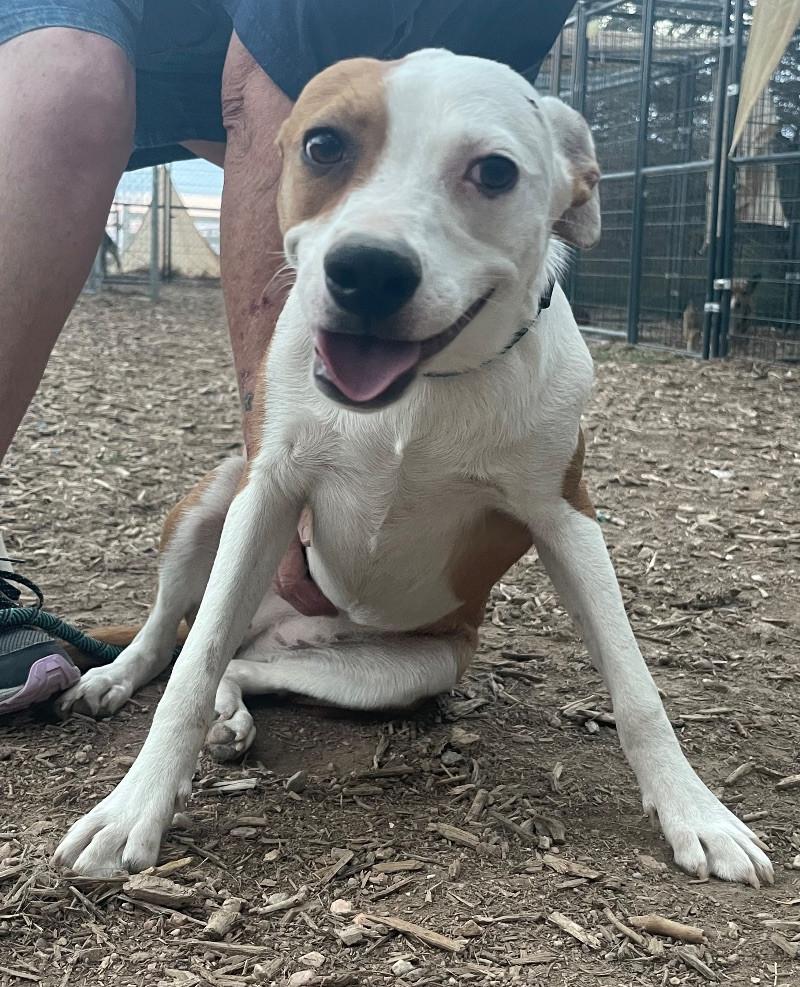 Buffy, a Adoptable mixed breed in Windsor, CO image 4/6