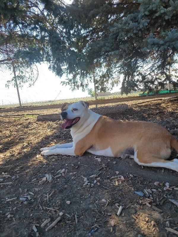 Buffy, a Adoptable mixed breed in Windsor, CO image 5/6