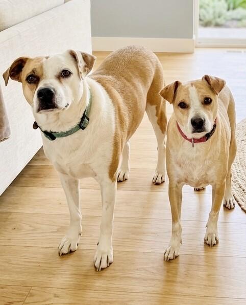 Buffy, a Adoptable mixed breed in Windsor, CO image 6/6
