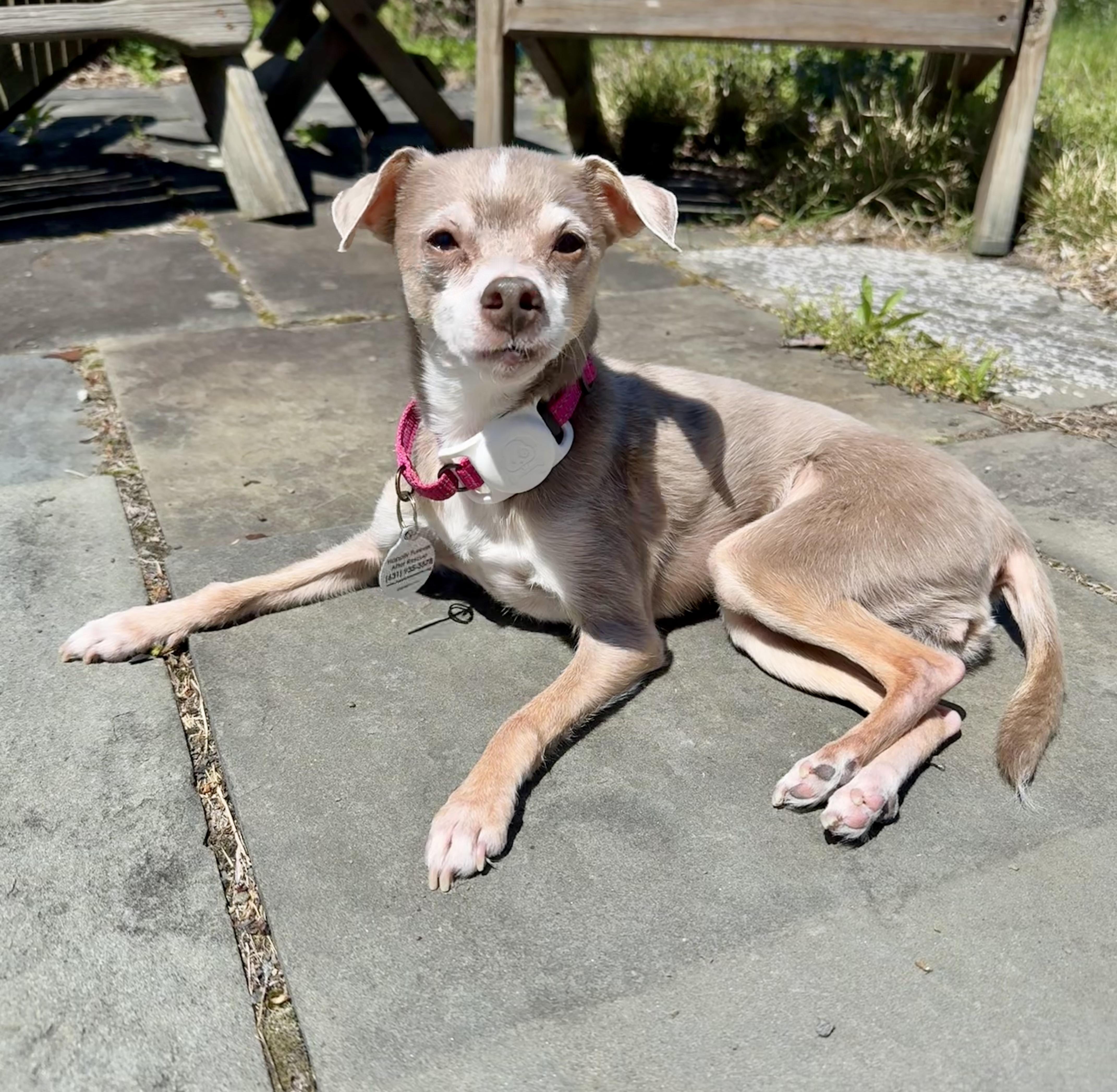 Enlarge Koji & Korra, a ADOPTABLE Chihuahua in Bethel, CT image 4/6