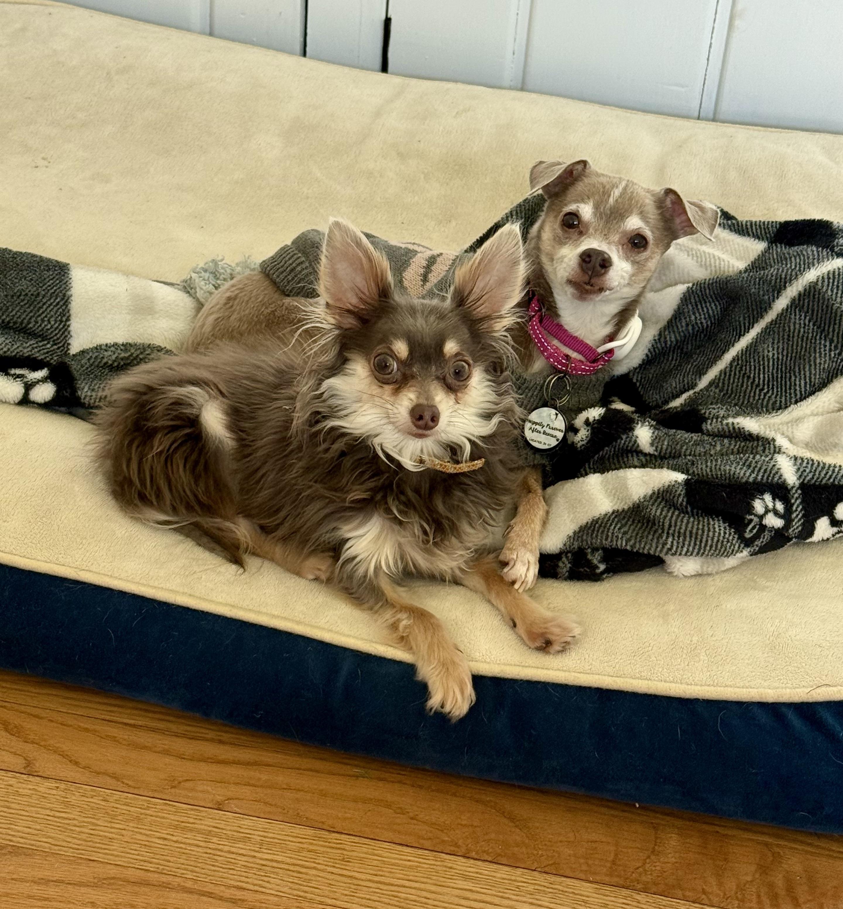 Enlarge Koji & Korra, a ADOPTABLE Chihuahua in Bethel, CT image 3/6