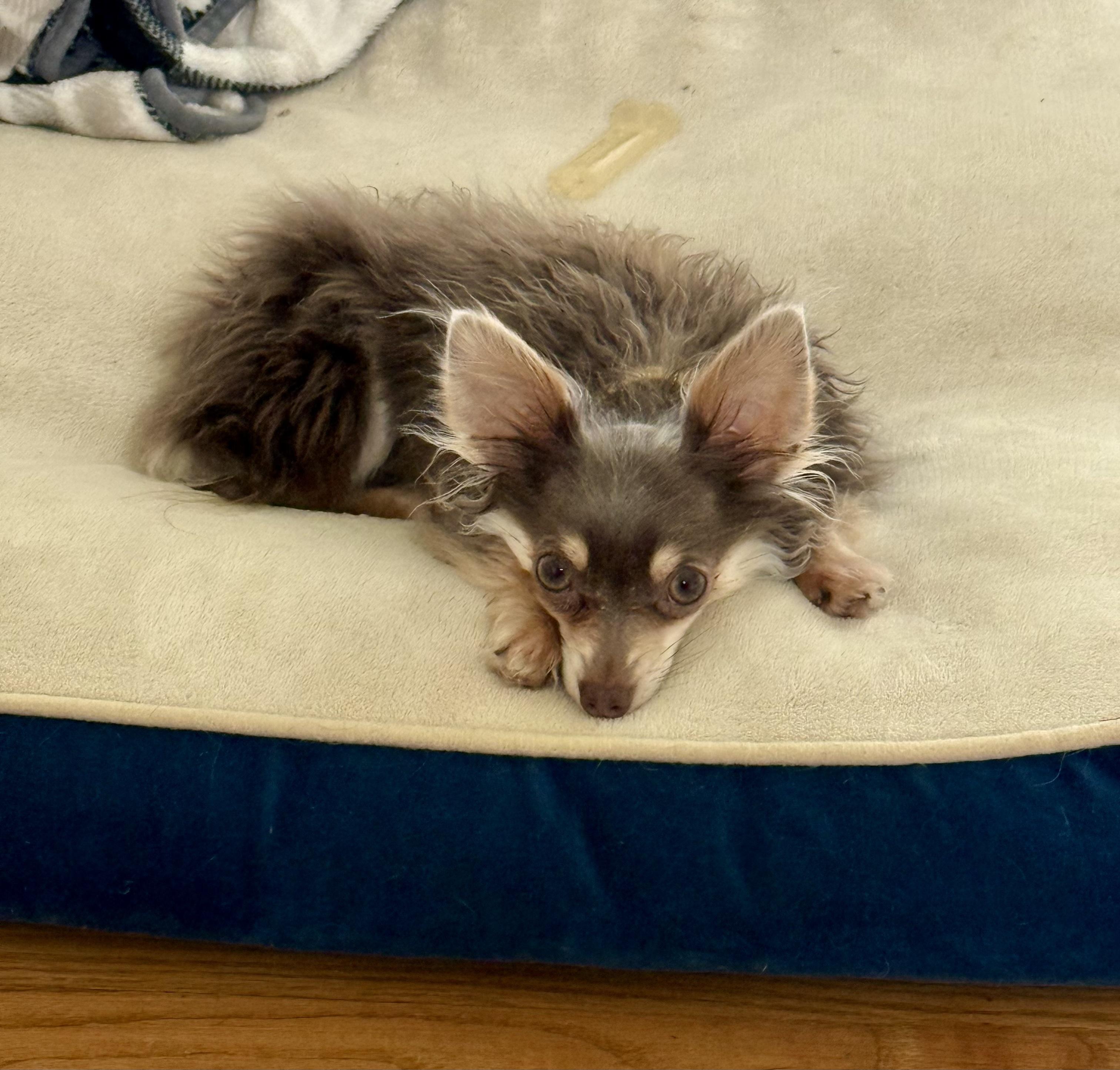 Enlarge Koji & Korra, a ADOPTABLE Chihuahua in Bethel, CT image 2/6