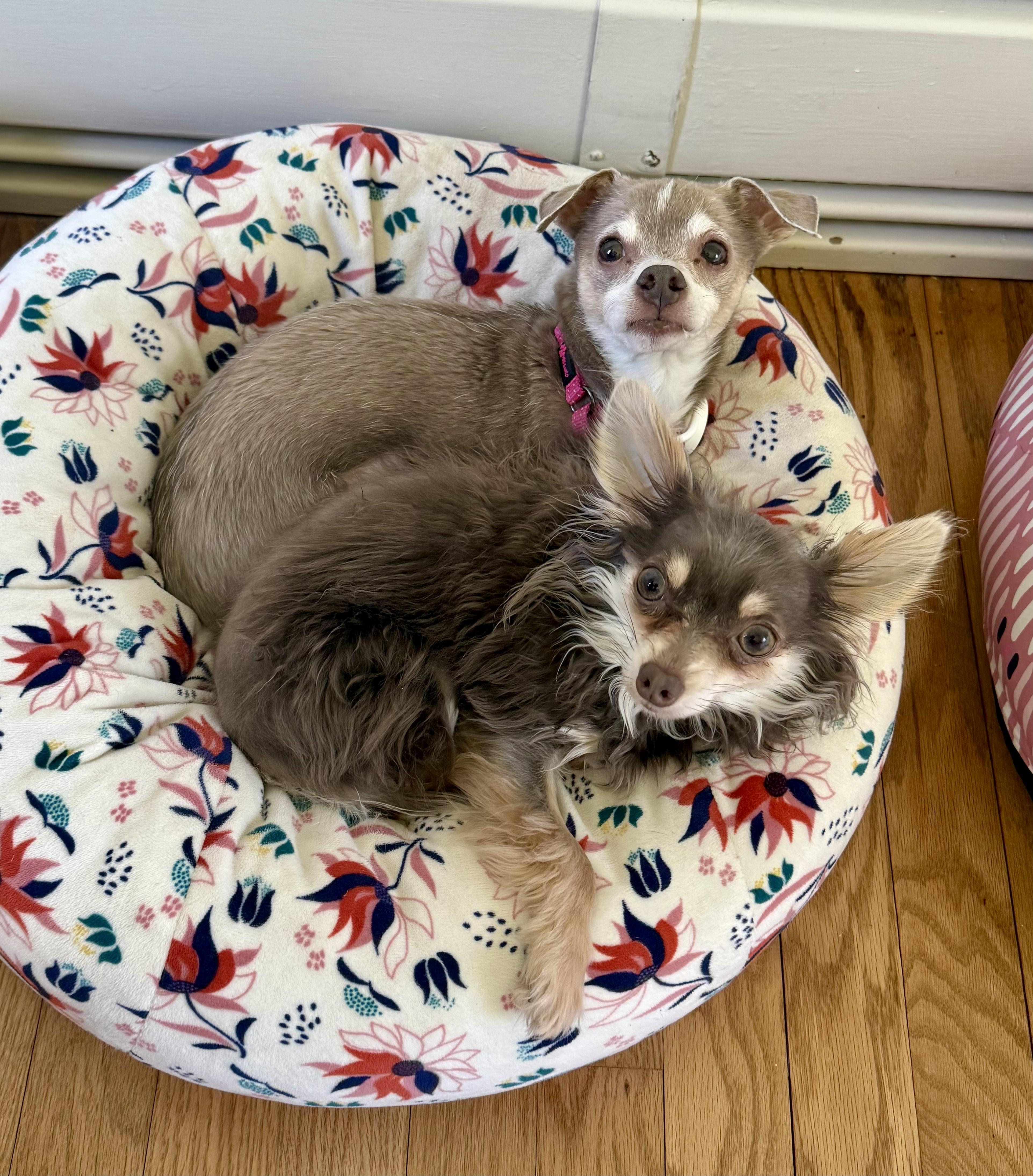 Enlarge Koji & Korra, a ADOPTABLE Chihuahua in Bethel, CT image 6/6