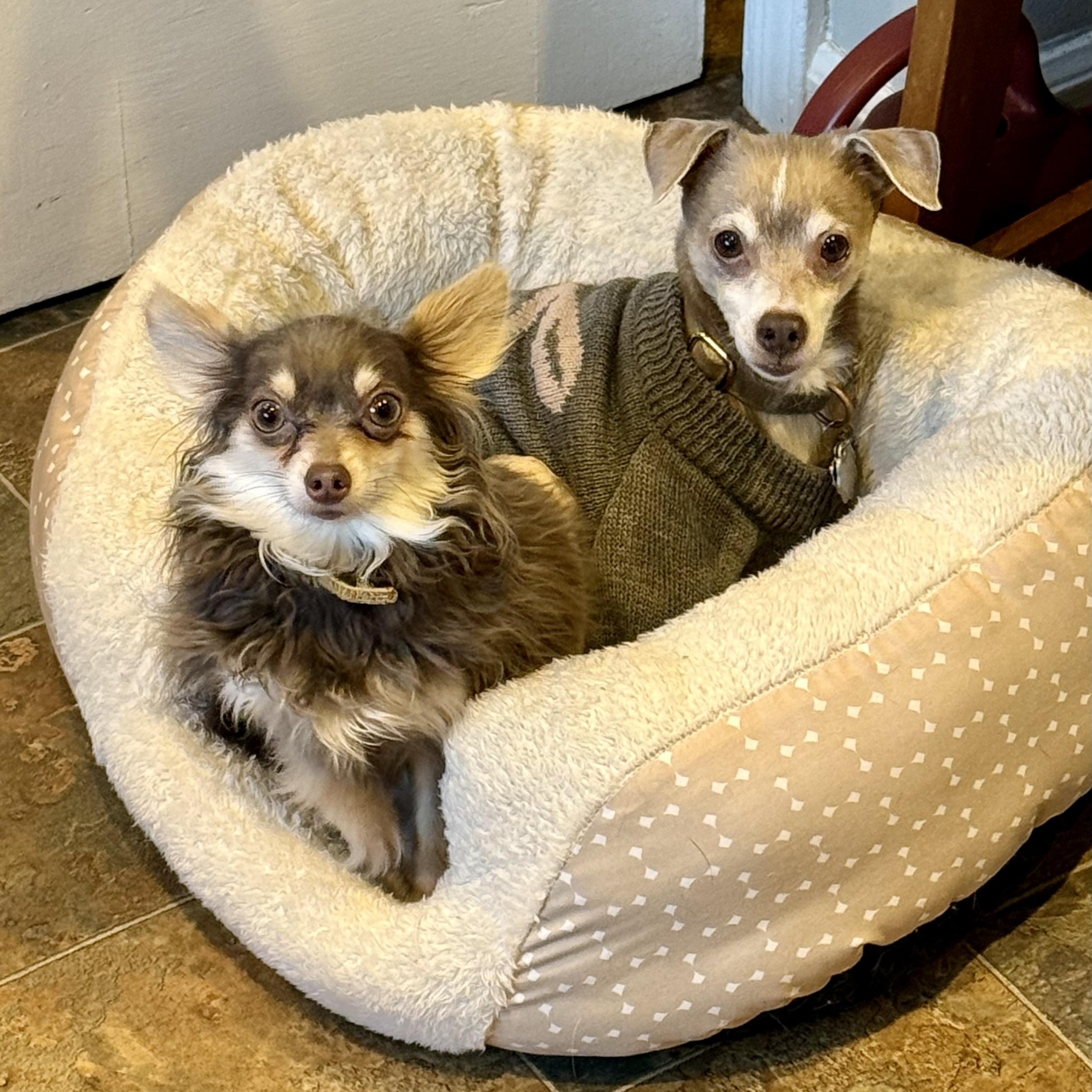 Enlarge Koji & Korra, a ADOPTABLE Chihuahua in Bethel, CT image 1/6