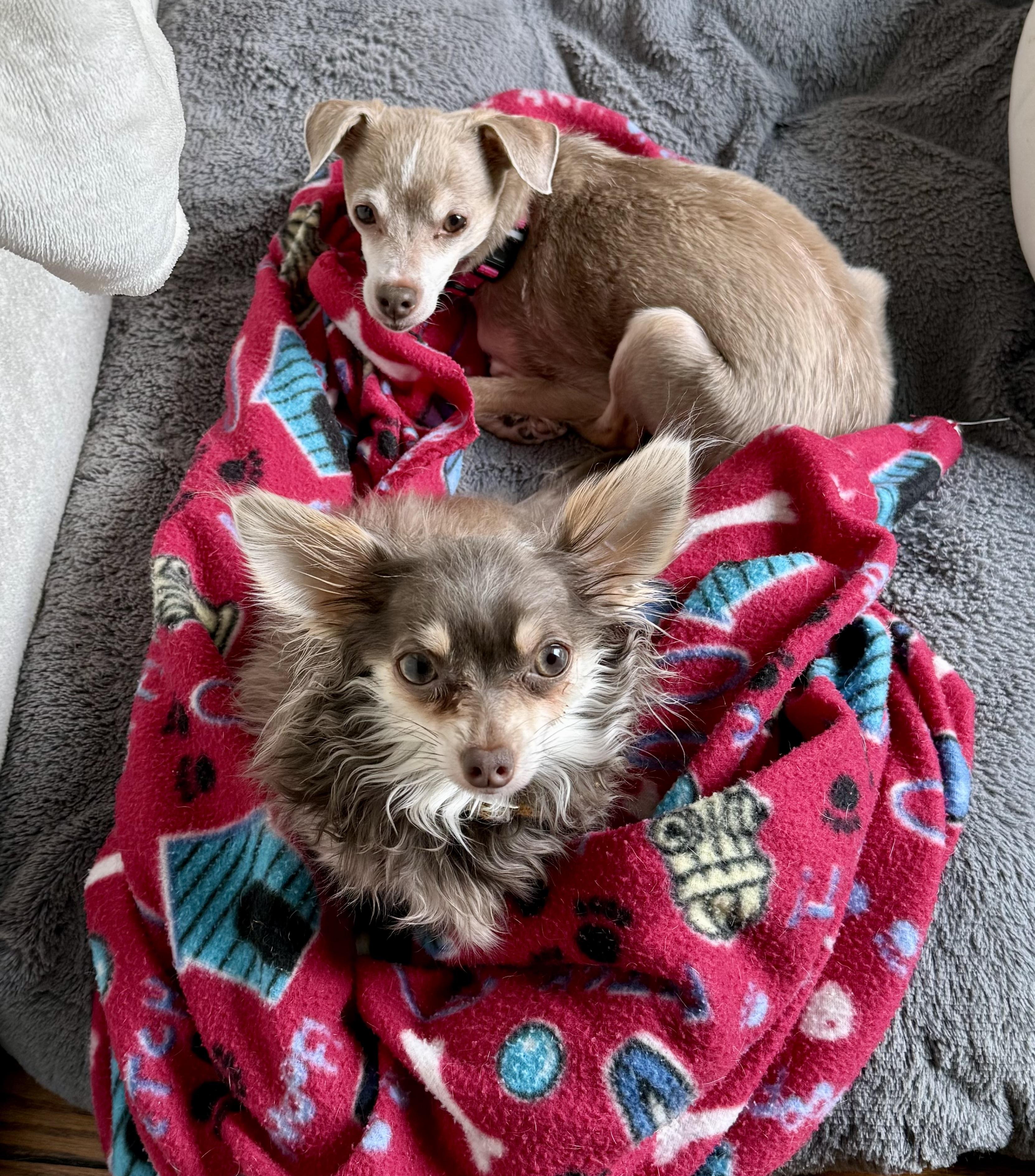 Enlarge Koji & Korra, a ADOPTABLE Chihuahua in Bethel, CT image 5/6
