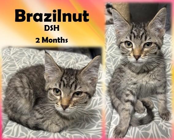Brazilnut