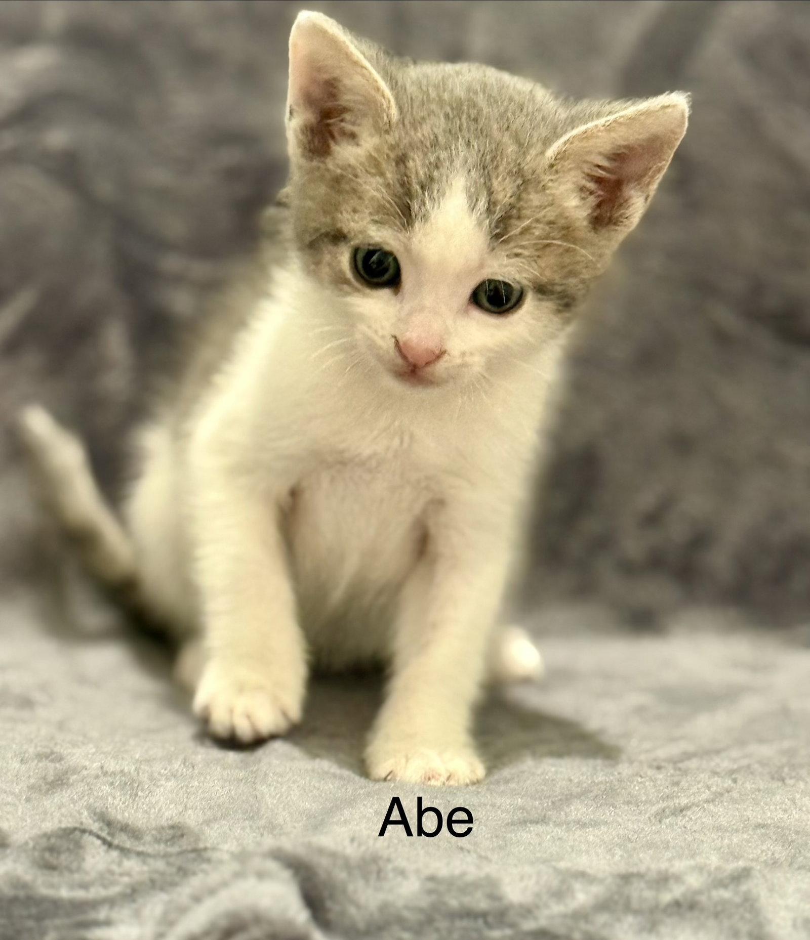Enlarge Abe, a Adoptable mixed breed in Campbell, CA image 1/1
