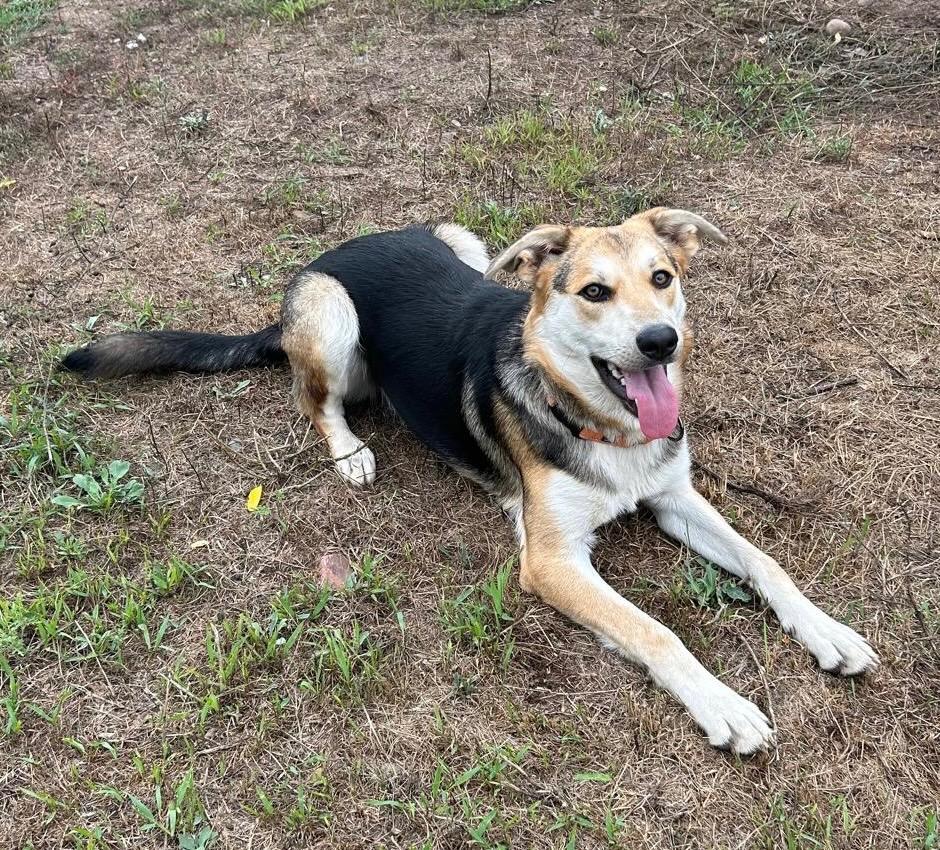 Enlarge Sidney, a Adoptable mixed breed in Spooner, WI image 2/5