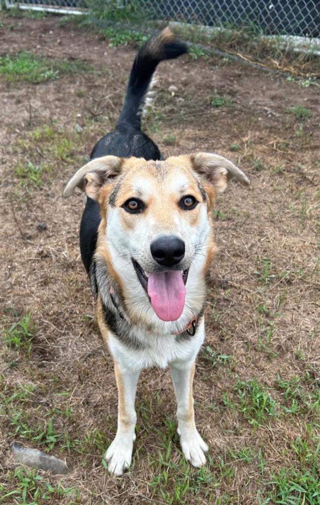 Enlarge Sidney, a Adoptable mixed breed in Spooner, WI image 3/5