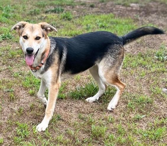 Enlarge Sidney, a Adoptable mixed breed in Spooner, WI image 4/5