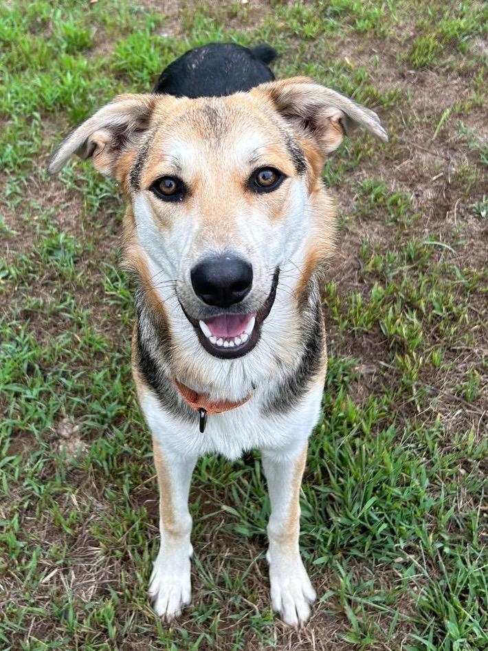 Enlarge Sidney, a Adoptable mixed breed in Spooner, WI image 5/5