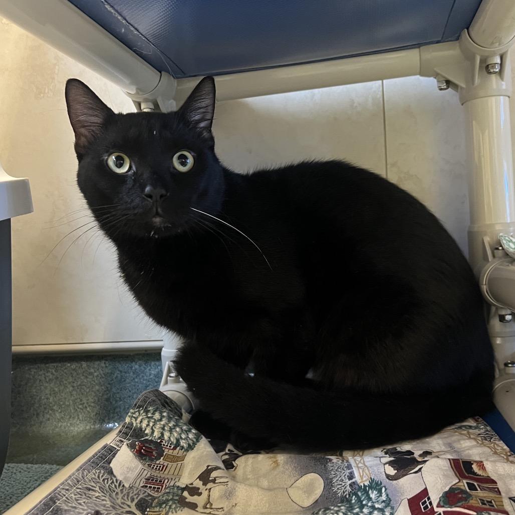 Enlarge Draco, a Adoptable Domestic Short Hair in Naples, FL image 1/1
