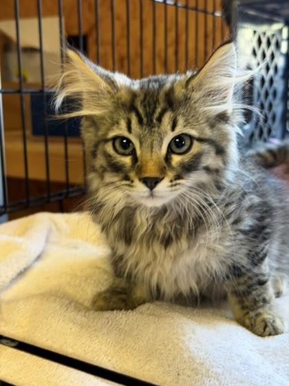 Enlarge Boop, an adoptable mixed breed in Eagle, CO image 4/4