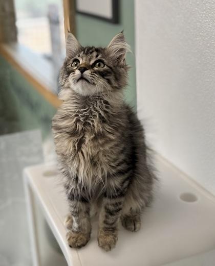 Boop, adoptable, Young Male Domestic Long Hair.