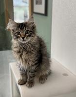Enlarge Boop, an adoptable mixed breed in Eagle, CO image 2/4