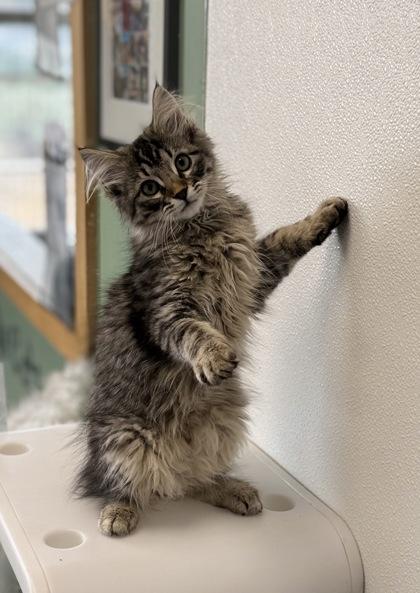 Enlarge Boop, an adoptable mixed breed in Eagle, CO image 3/4