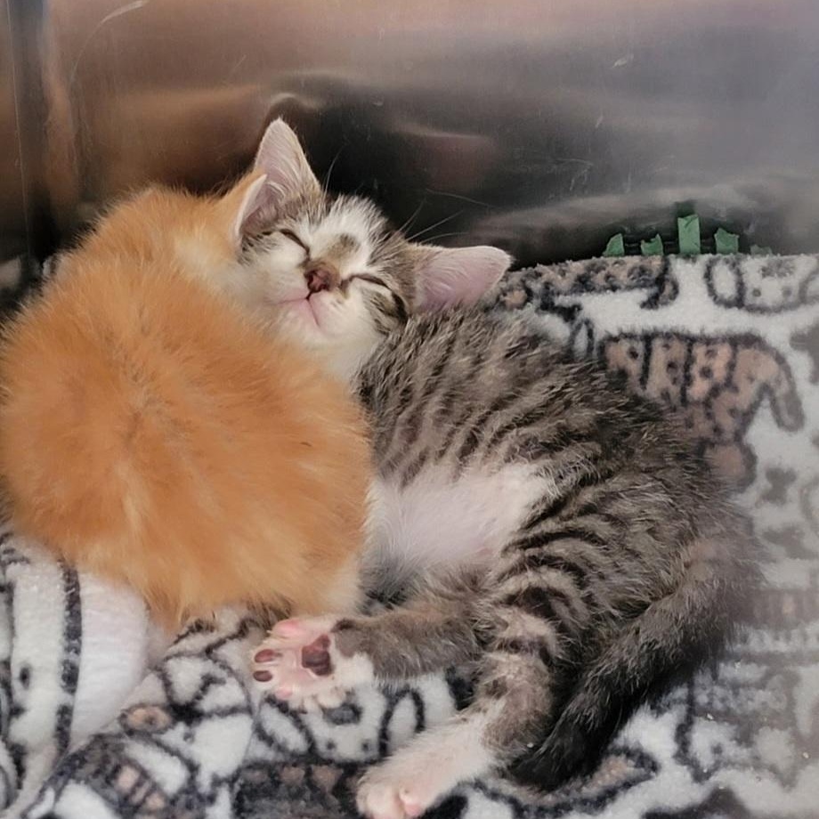 Enlarge Pebbles, a Adoptable Domestic Short Hair in Clawson, MI image 2/3