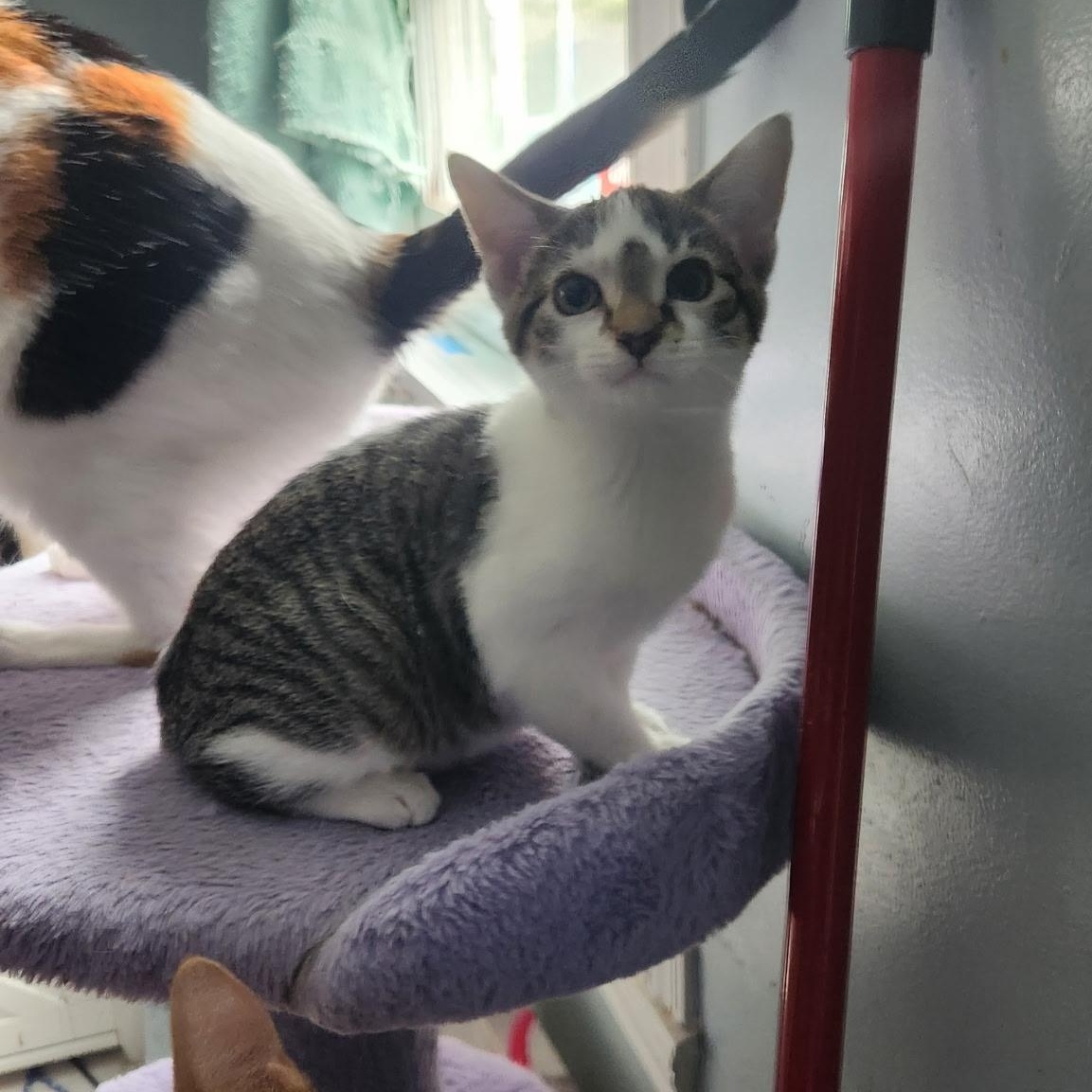 Pebbles, Adoptable, Kitten Female Domestic Short Hair.