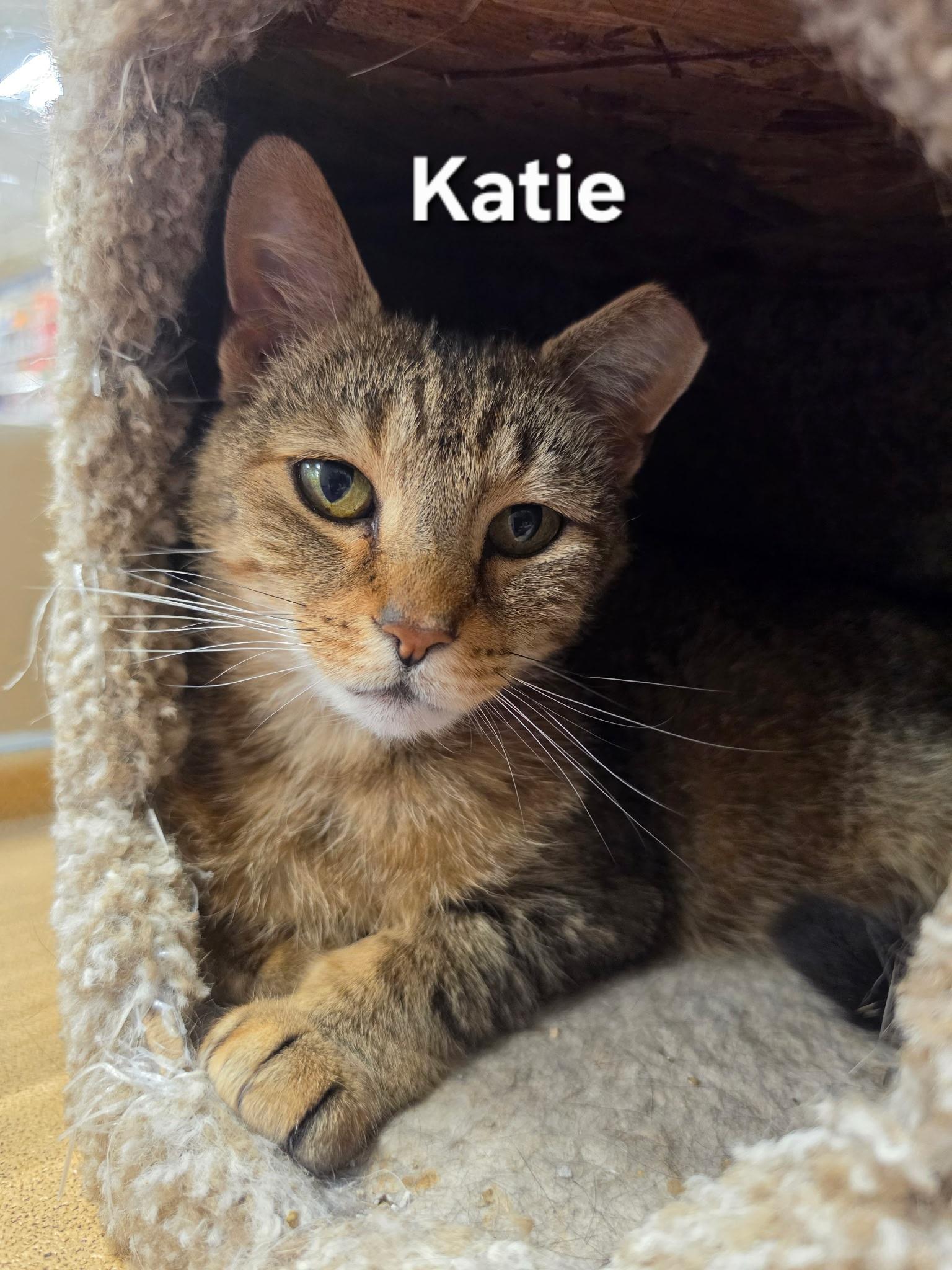 Katie, ADOPTABLE, Adult Female Torbie.